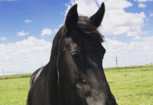 Adoptable horse Junebug.