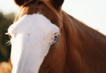 A close-up of the eye of a horse with a bald face.