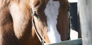 equine nutrition